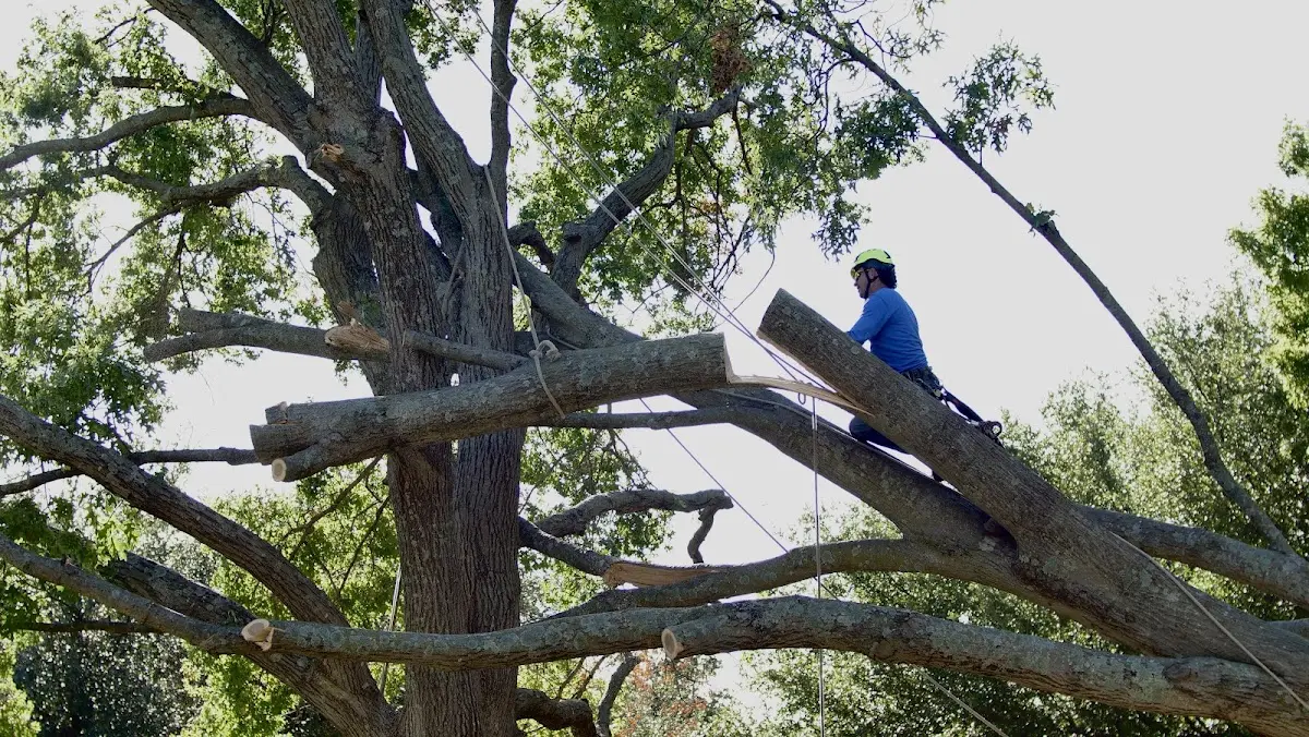 Professional Crown Thinning performed by certified arborists in Plattenville