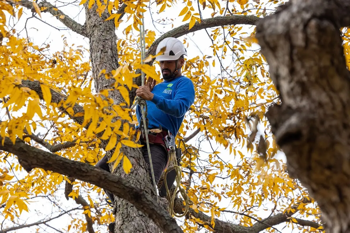 Skilled Storm Damage Cleanup crew working in Plattenville
