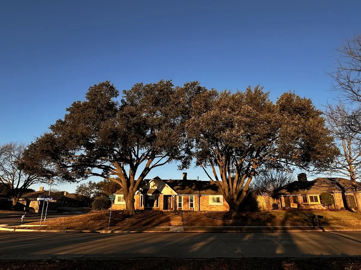 Established residential canopy tree shading a home in Plattenville